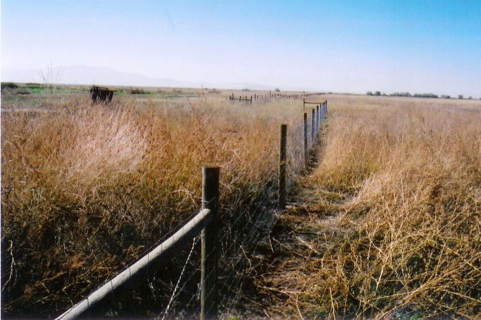 Barbwire Fences